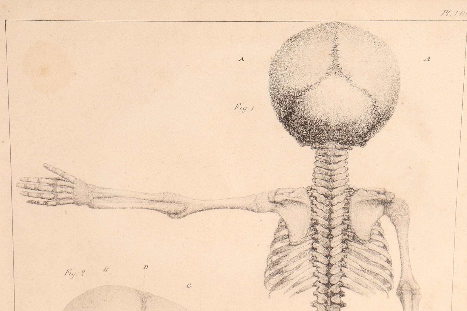 Metal Anatomical Print on Paper, Depicting a Fetus Skeleton, France, 19th Century For Sale