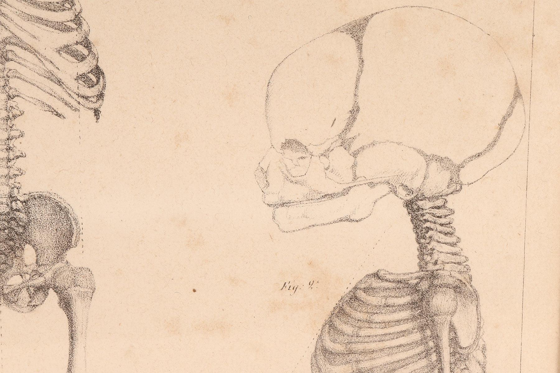 Anatomical Print on Paper, Depicting a Fetus Skeleton, France, 19th Century For Sale 1