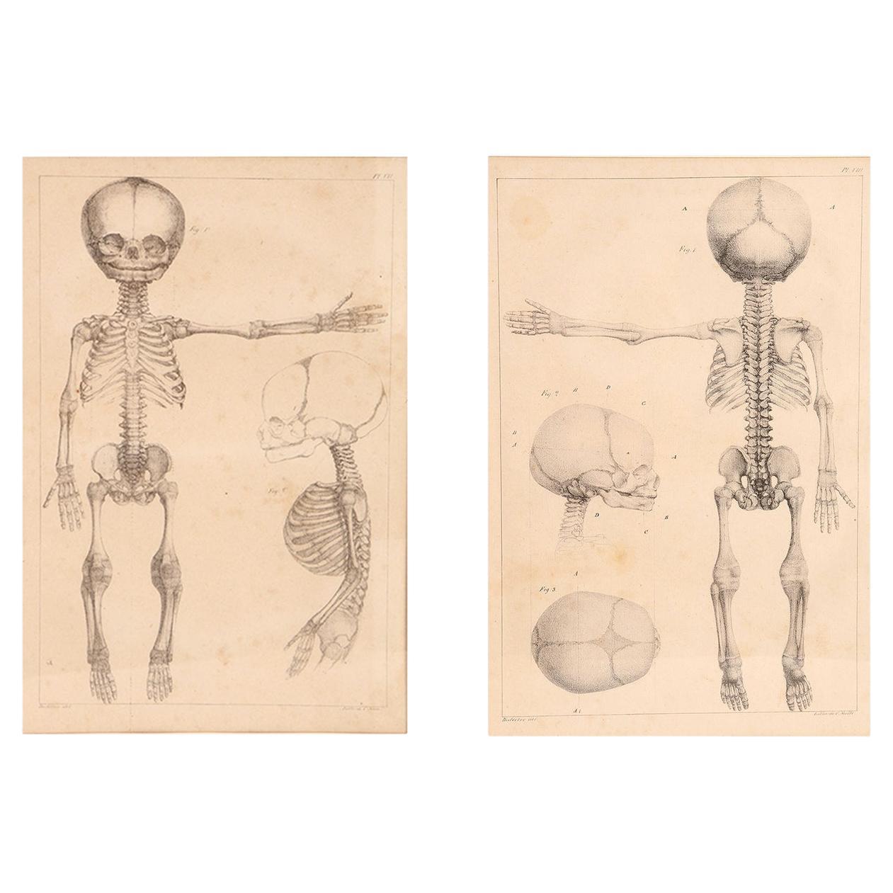 Anatomical Print on Paper, Depicting a Fetus Skeleton, France, 19th Century For Sale