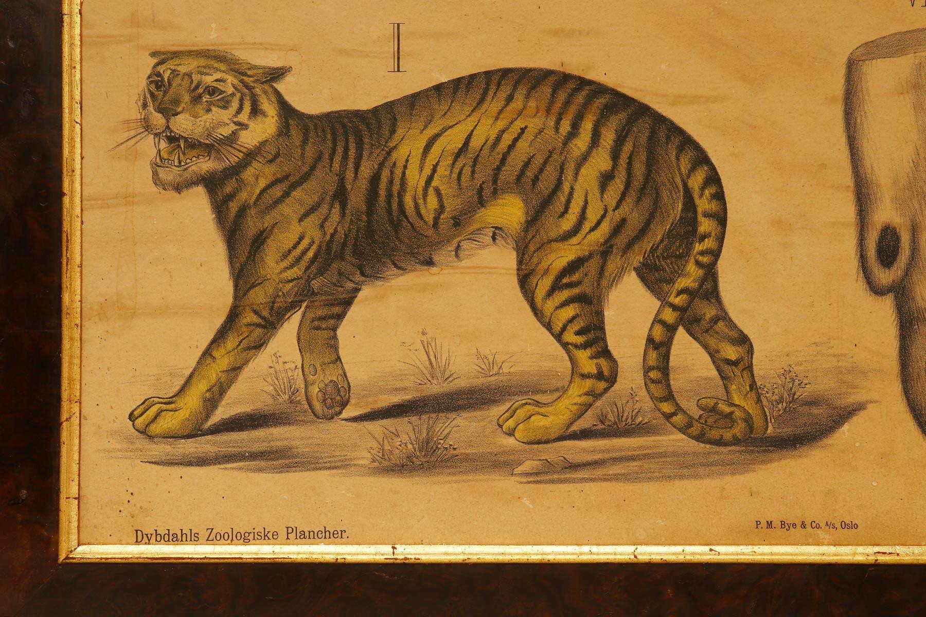 A chromolithographic print on paper by P. Dybdahls, depicting an anatomical table (Pl. 22) of felines. Fir wood frame, walnut briar veneer, with gilded ramin wood edge. H. Aschehoug & co, P.M. Bye & co. Oslo, Norway, late 19th century.