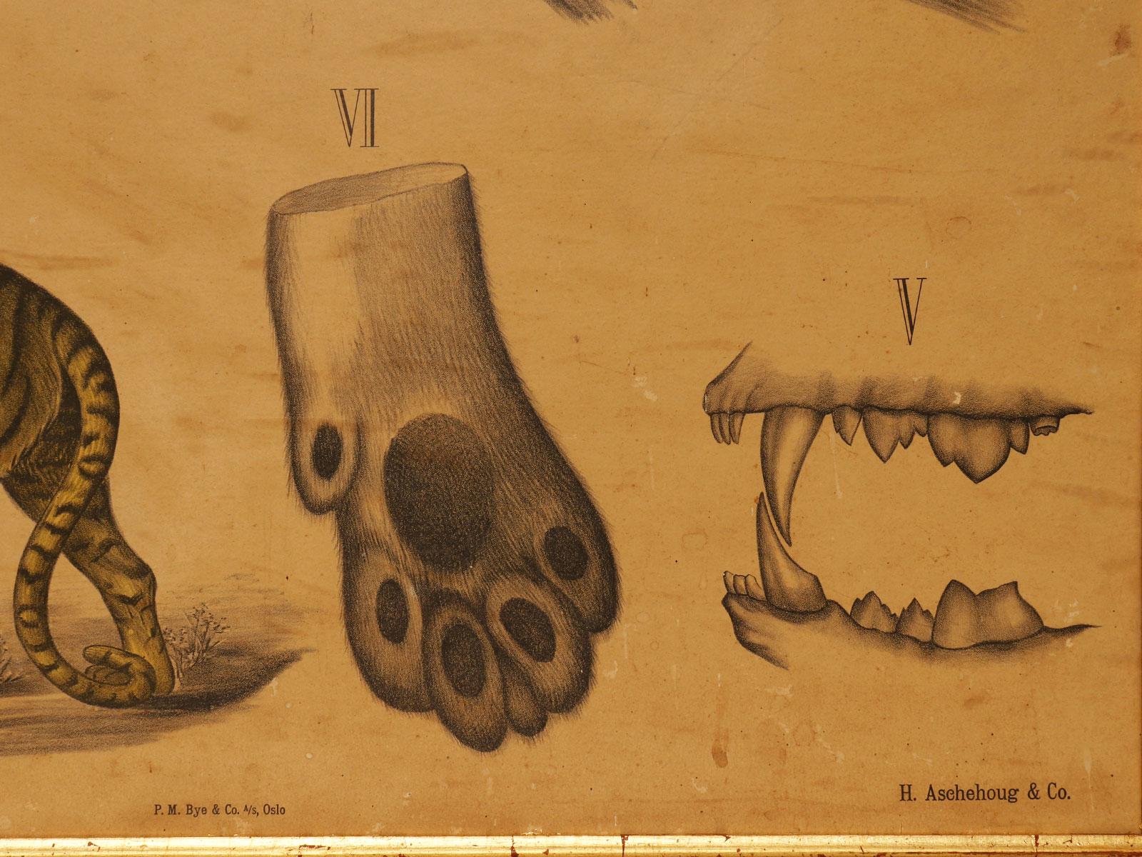 Walnut Anatomical Print on Paper, Depicting Felines, P. Dybdahls, Norway 1890 For Sale