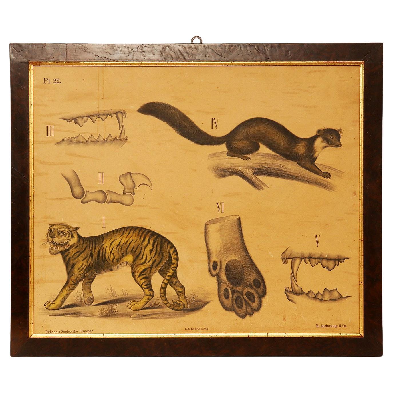 Anatomical Print on Paper, Depicting Felines, P. Dybdahls, Norway 1890