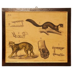 Antique Anatomical Print on Paper, Depicting Felines, P. Dybdahls, Norway 1890
