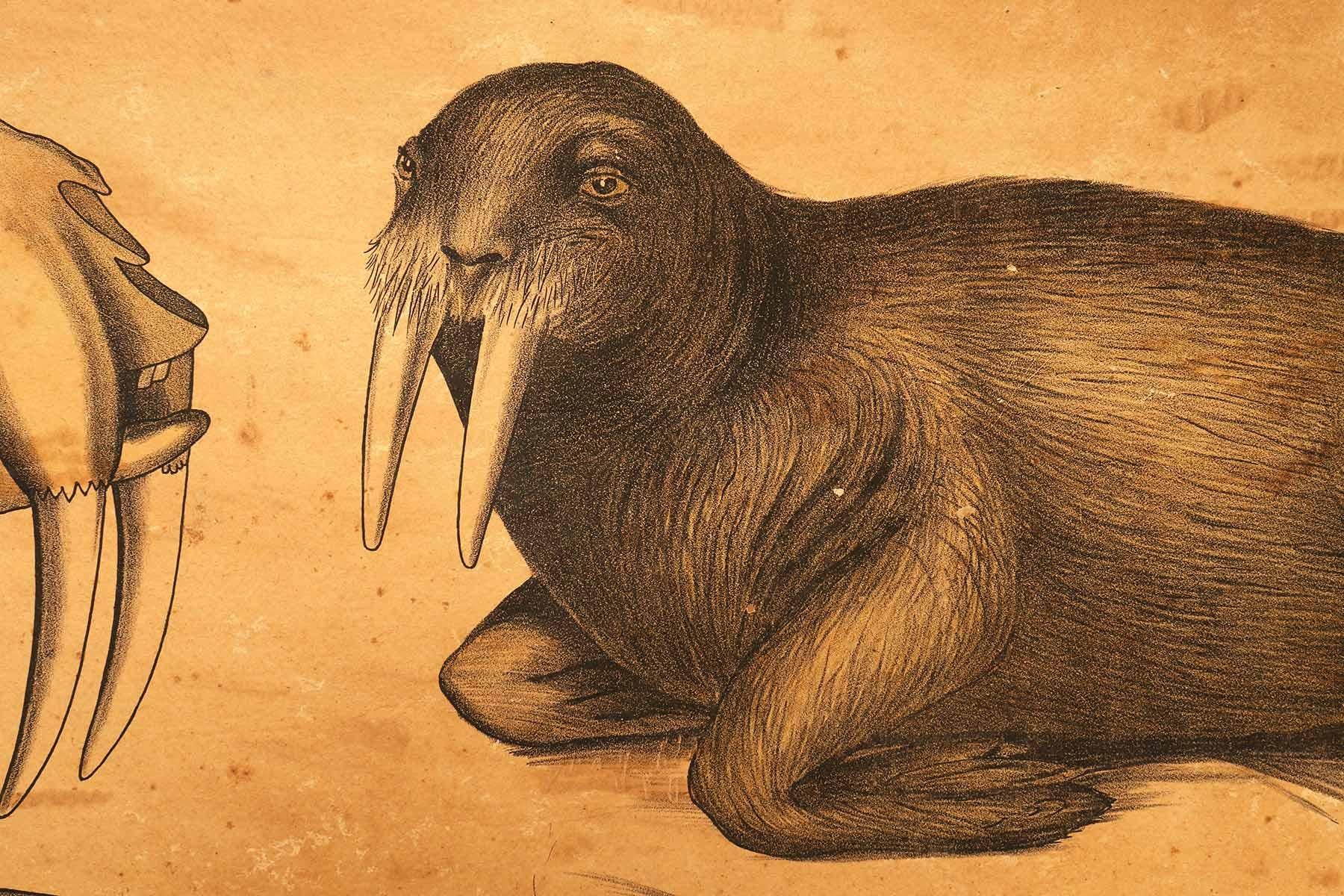 Anatomical Print on Paper, Depicting Marine Mammals, P. Dybdahls, Norway, 1890 For Sale 1