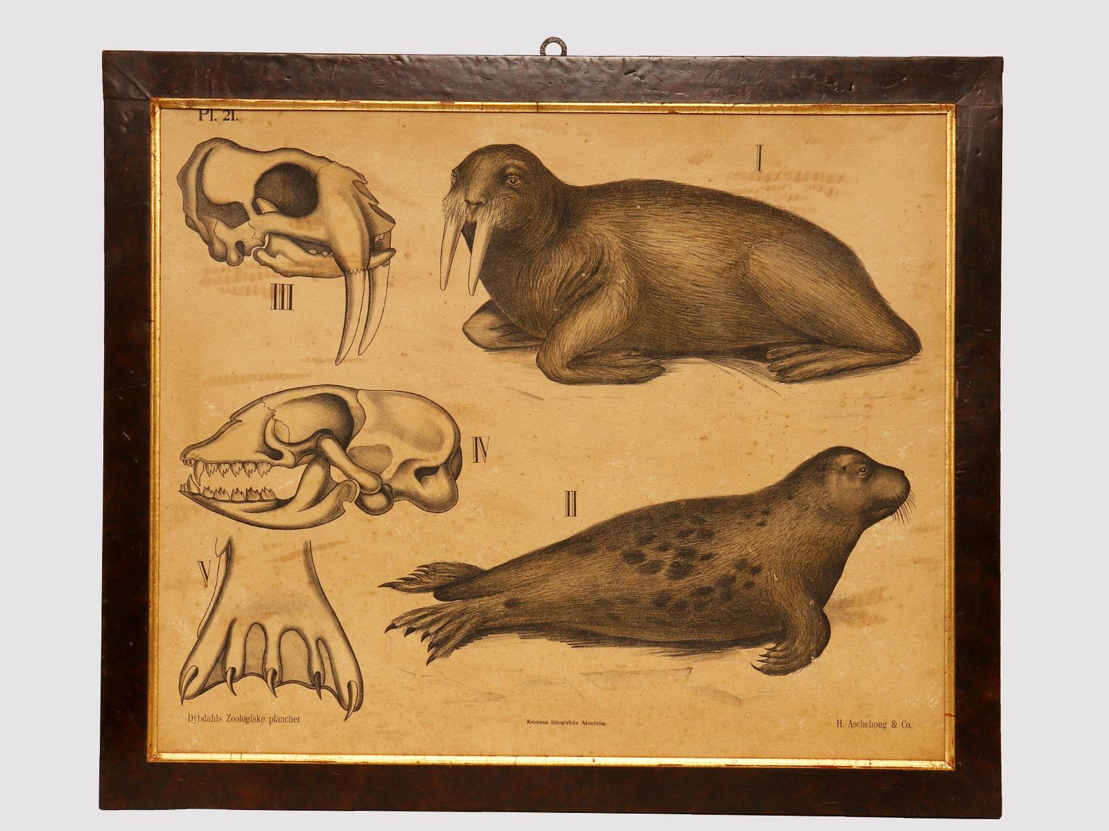 A chromolithographic print on paper by P. Dybdahls, depicting an anatomical table (Pl. 21) of marine mammals. Fir wood frame, walnut briar veneer, with gilded ramin wood edge. H. Aschehoug & co, P.M. Bye & co. Kristiania, Norway, late 19th century.