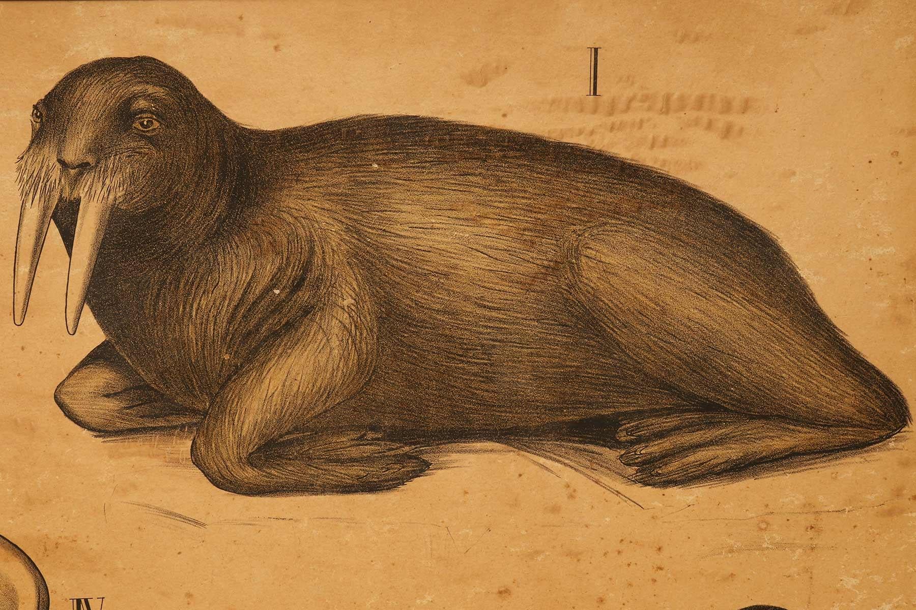 sea lion anatomy