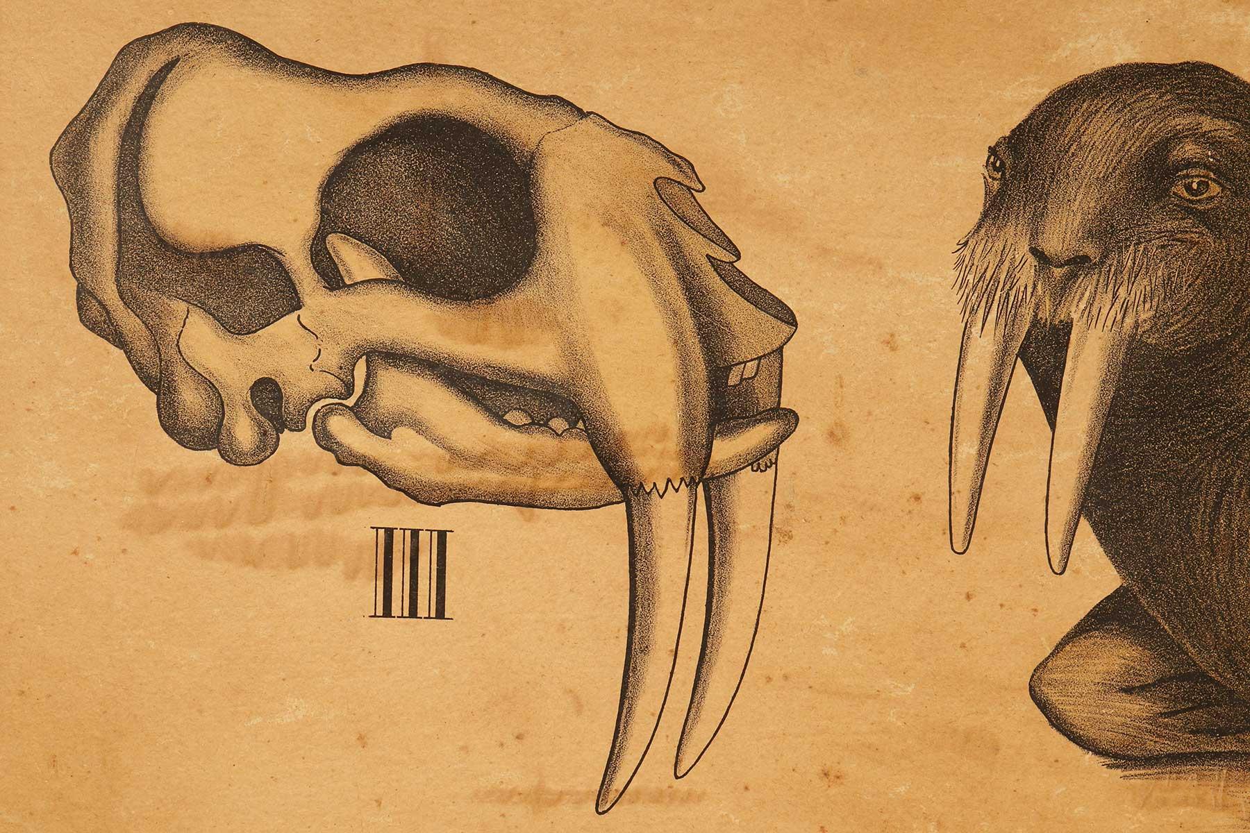 anatomy of a walrus