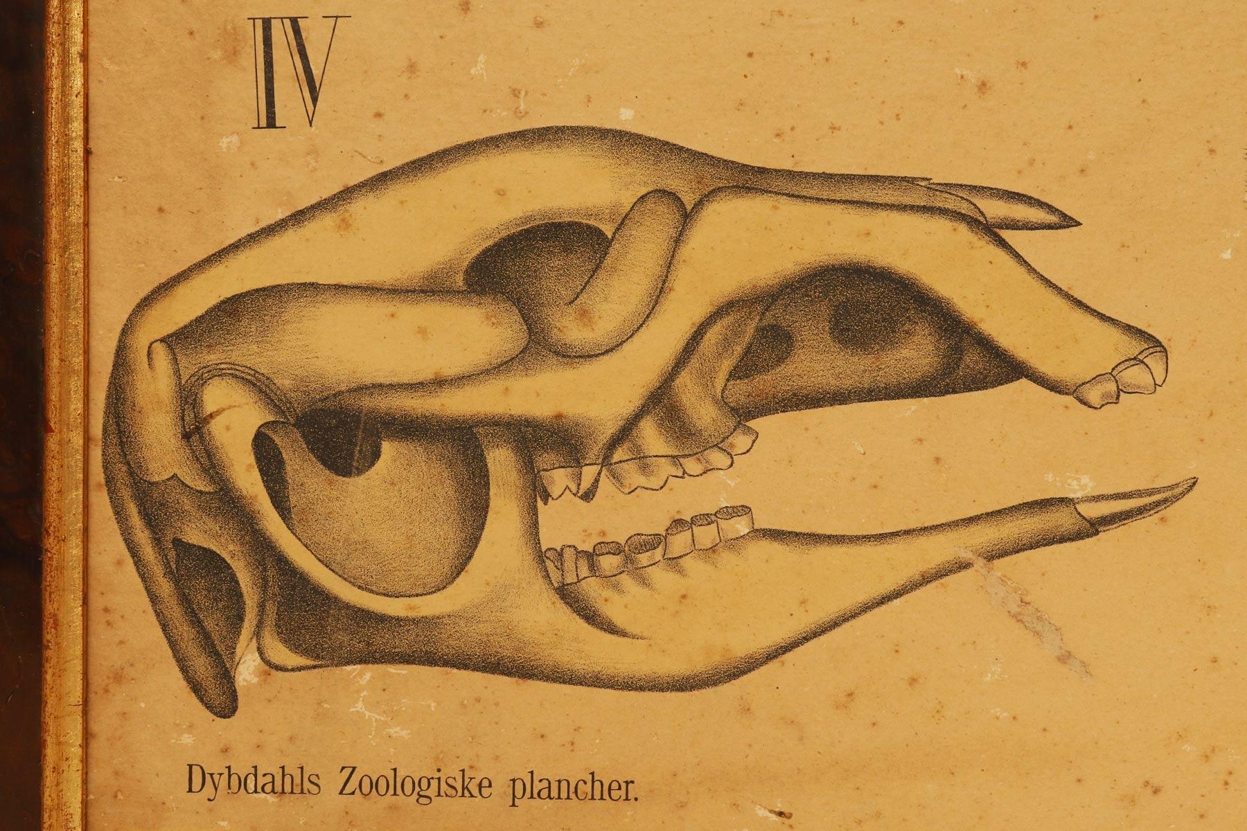 19th Century Anatomical Print on Paper, Depicting Rodents, P. Dybdahls, Norway 1890 For Sale