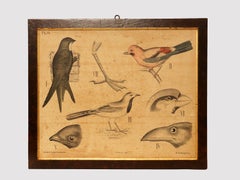 Grabado anatómico sobre papel, P. Dybdahls, Noruega, finales del siglo XIX.