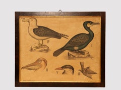 An anatomical print on paper, P. Dybdahls, Norway end of 19th century.