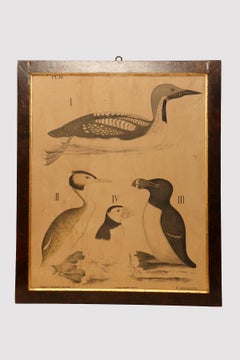 Grabado anatómico sobre papel, P. Dybdahls, Noruega, finales del siglo XIX.