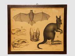 Stampa anatomica su carta, P. Dybdahls, Norvegia, fine del XIX secolo.