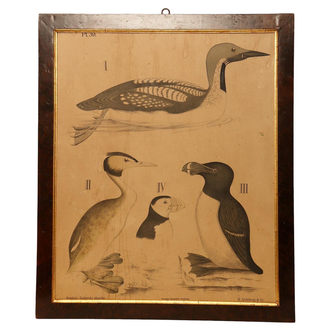 Anatomischer Druck auf Papier, P. Dybdahls, Norwegen Ende des 19. Jahrhunderts.