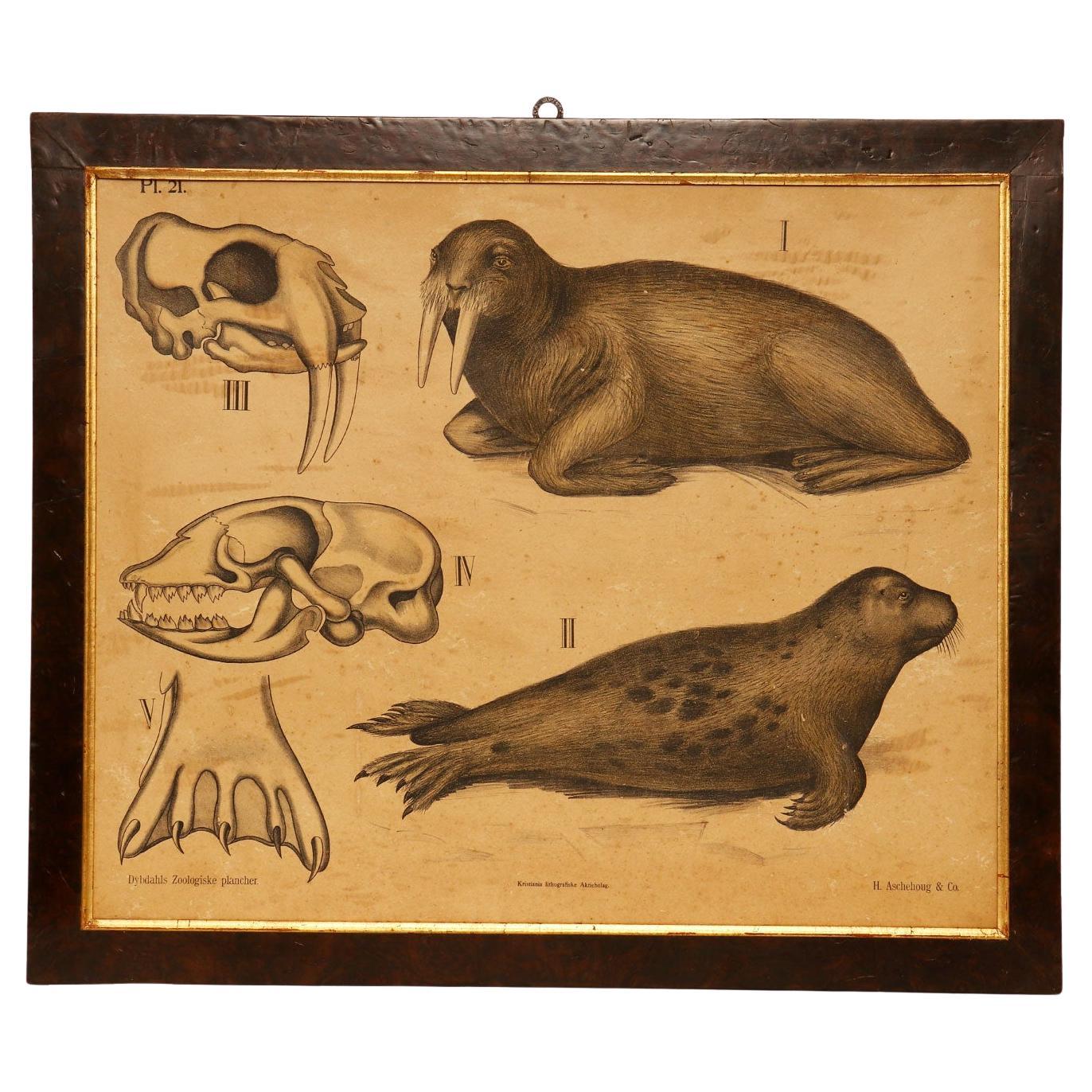 Anatomischer Druck auf Papier, P. Dybdahls, Norwegen Ende des 19. Jahrhunderts.