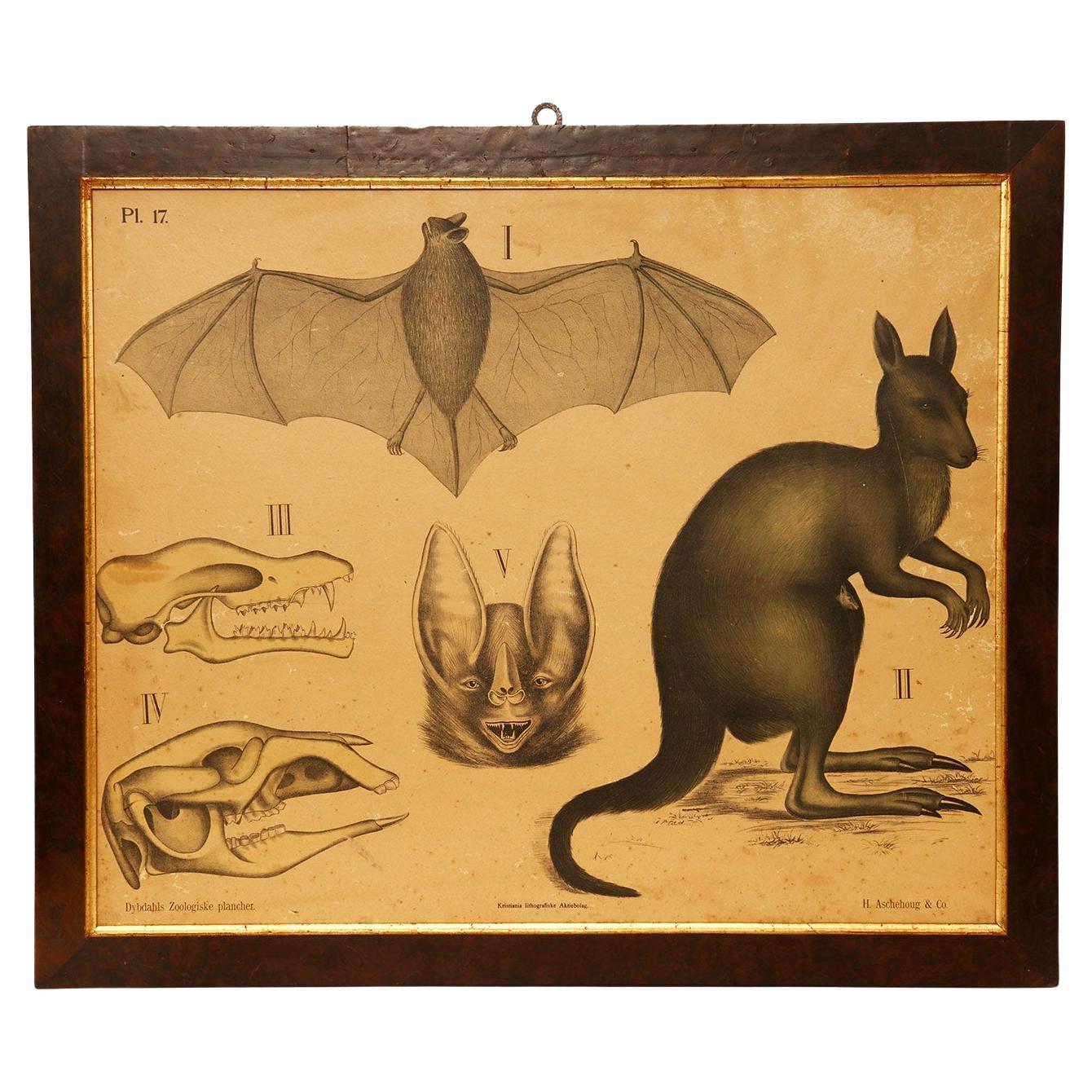 Anatomischer Druck auf Papier, P. Dybdahls, Norwegen Ende des 19. Jahrhunderts.