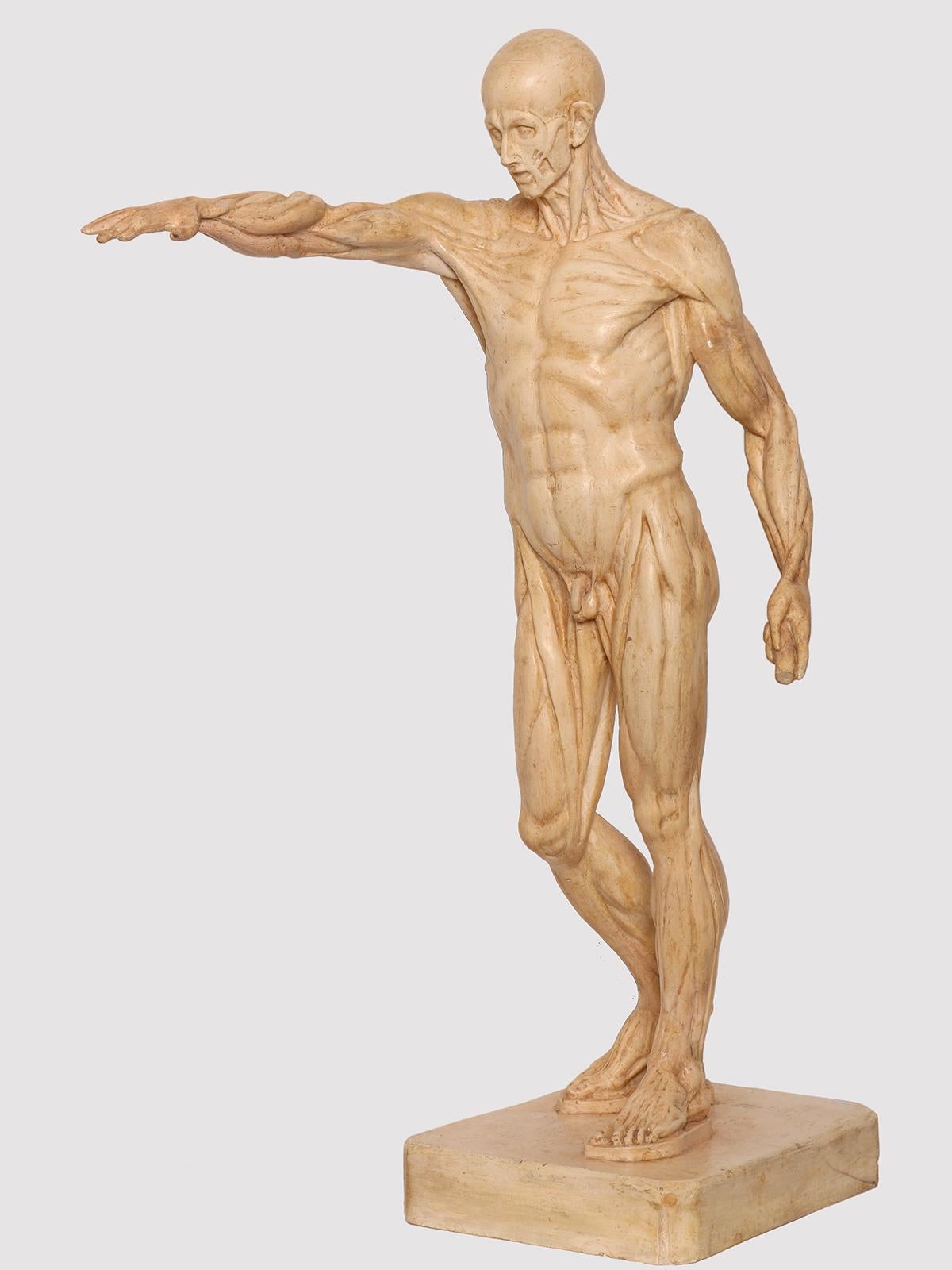 La sculpture anatomique, réalisée en plâtre, représente un écorché debout sur un socle rectangulaire, dans une pose classique, le bras levé. Objectif de l'étude anatomique. Italie, vers 1880.