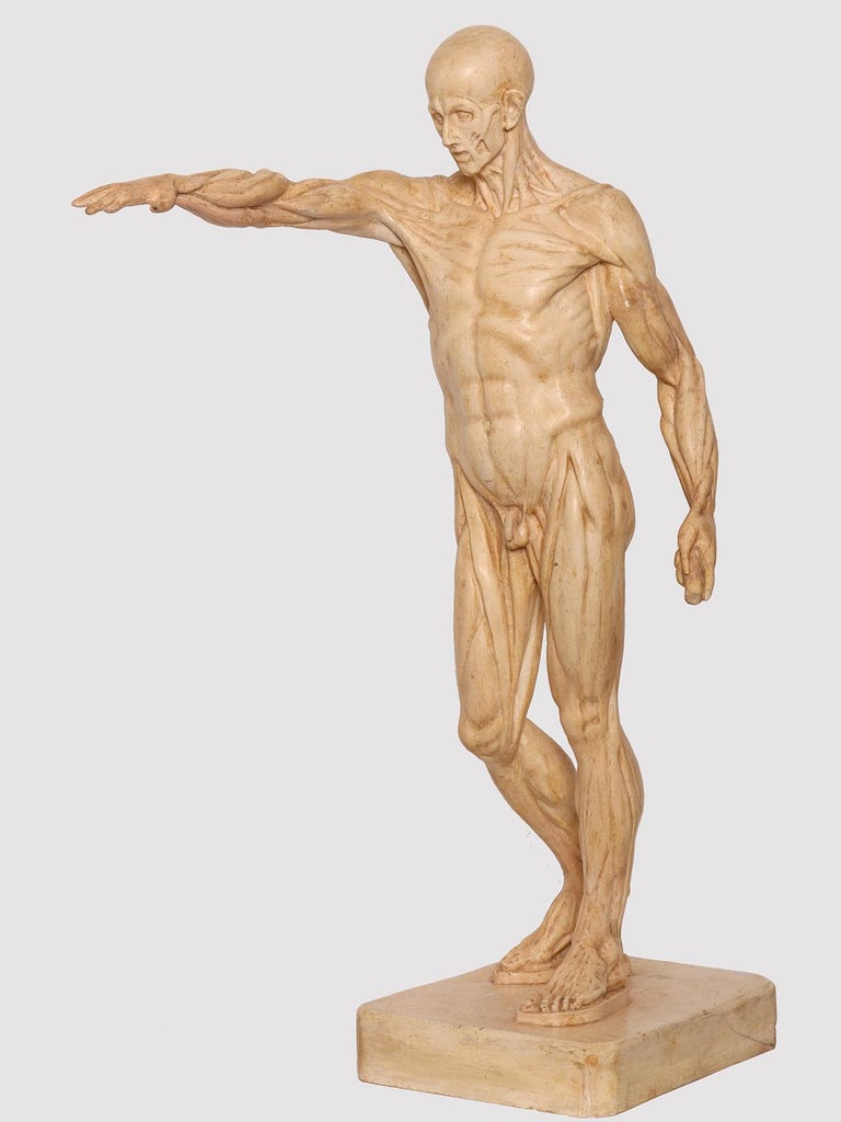 The anatomical sculpture, cast out of plaster, depicts a flayed man standing over a rectangular base in a classical pose with lifted arm. Anatomical study purpose. Italy, circa 1880.