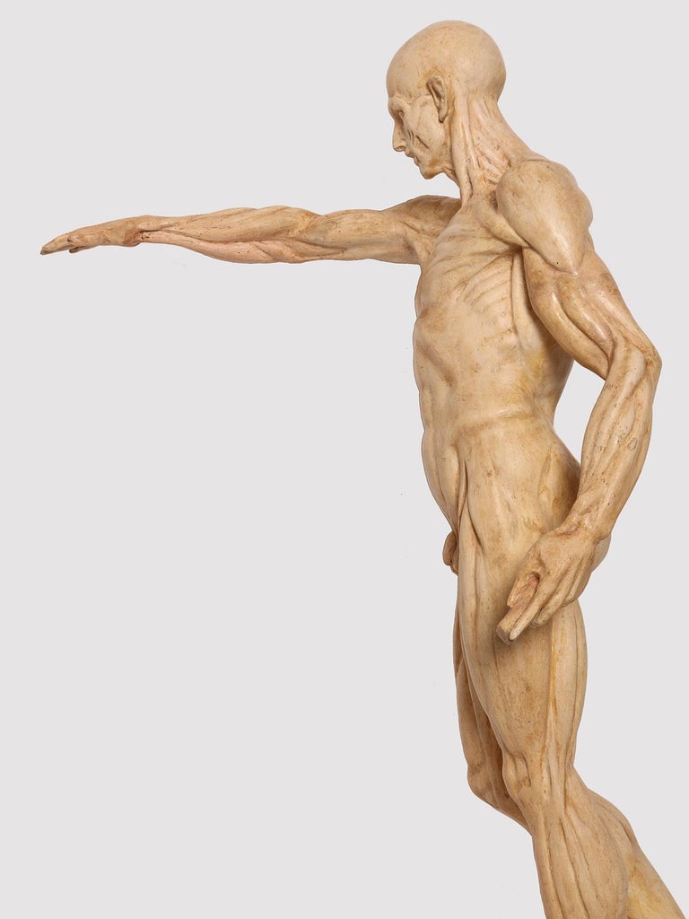 Plaster Anatomical Skin Model, Italy, 1880 For Sale