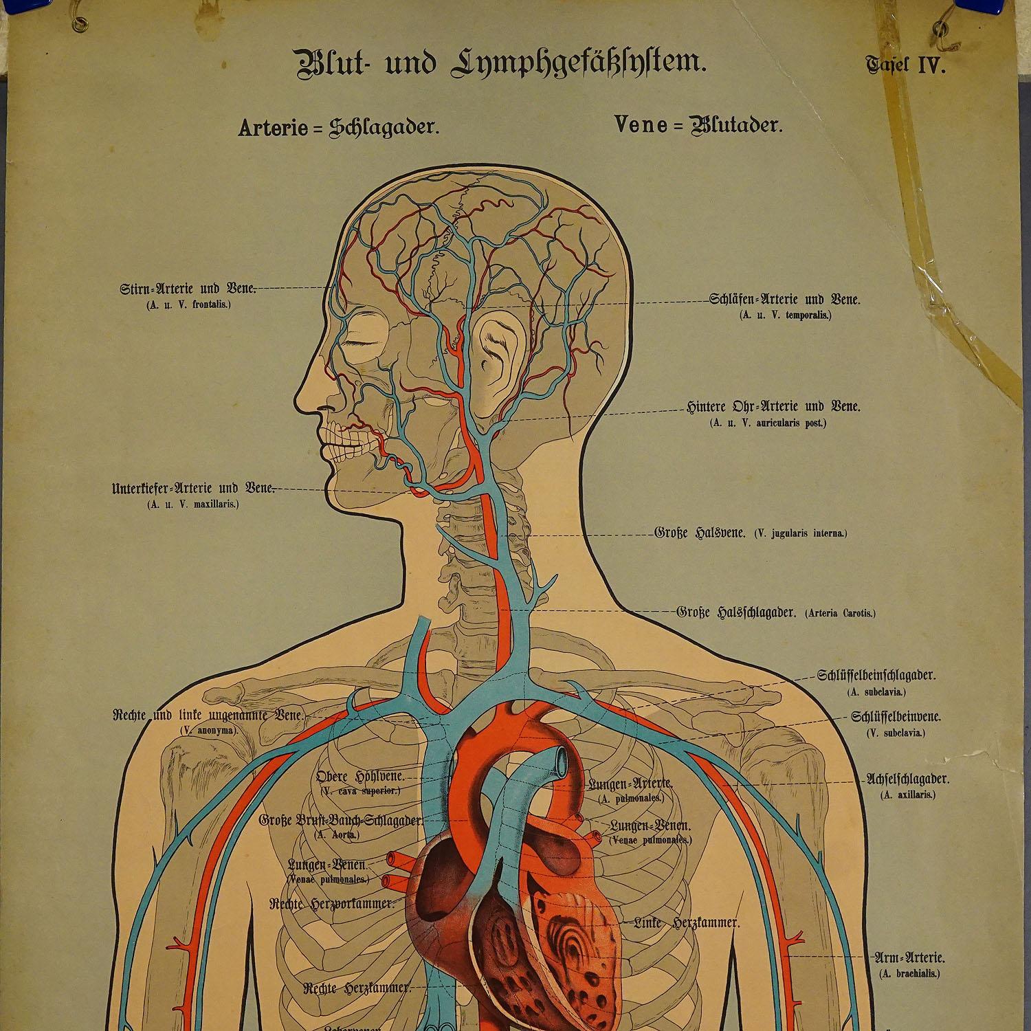 Une rare planche anatomique murale de 19 carats représentant les vaisseaux lymphatiques et sanguins de l'homme. Sur les côtés, une description détaillée en langue allemande. Imprimé sur carton. Publié par J. F. Schreiber, Allemagne, vers 1900. Bon