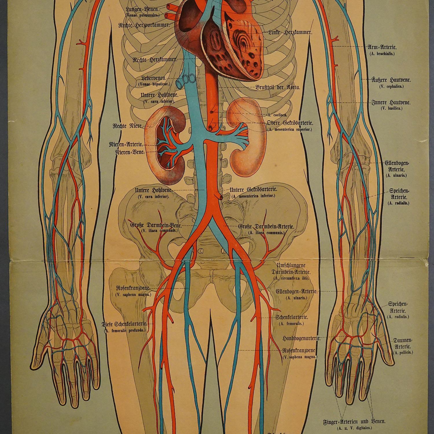 Victorien Tableau mural anatomique représentant les récipients Lymphatiques et les récipients en sang humains en vente