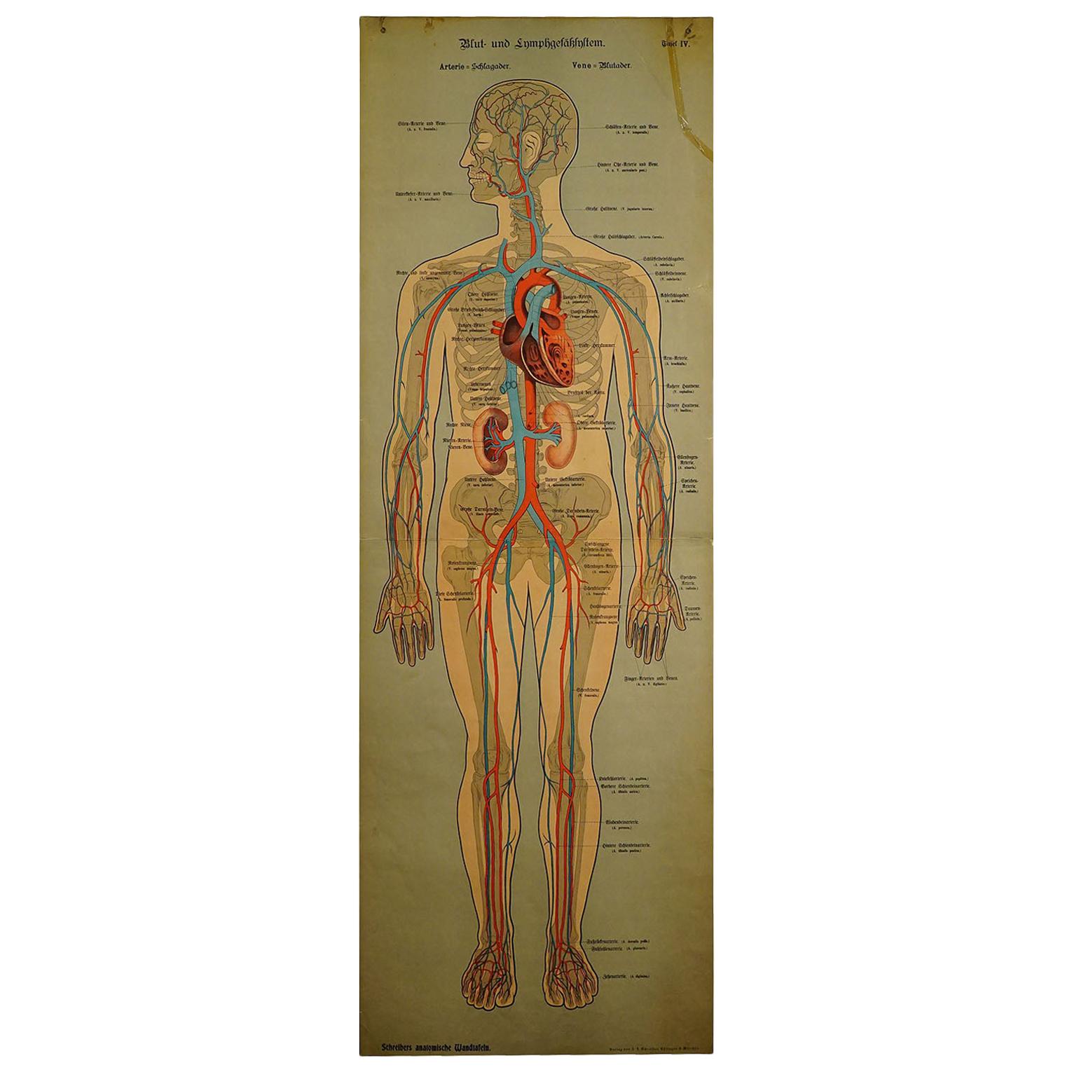Anatomical Wall Chart Depicting the Human Lymphatic and Blood Vessels For Sale