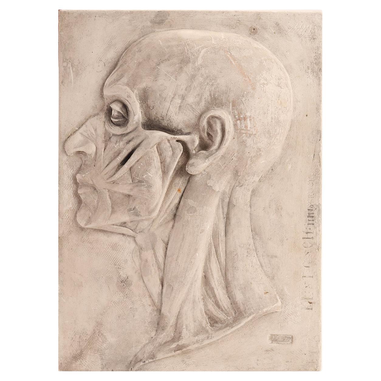 Anatomisches Modell der Kopfsektion, Italien 1870 im Angebot