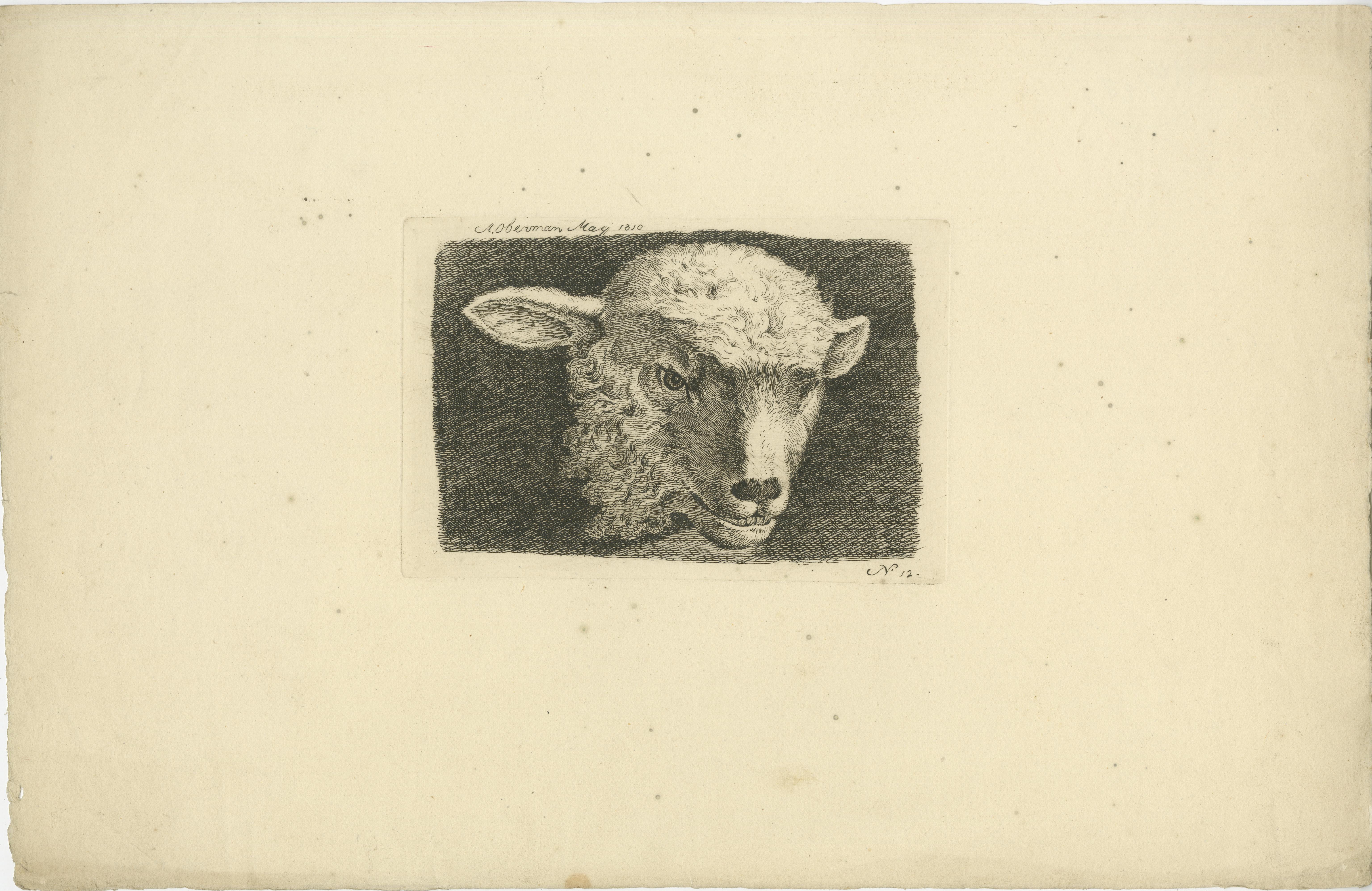 Paper An Anthony Oberman Etched Study of Lamb's Head: Farm Animal Art, 1810