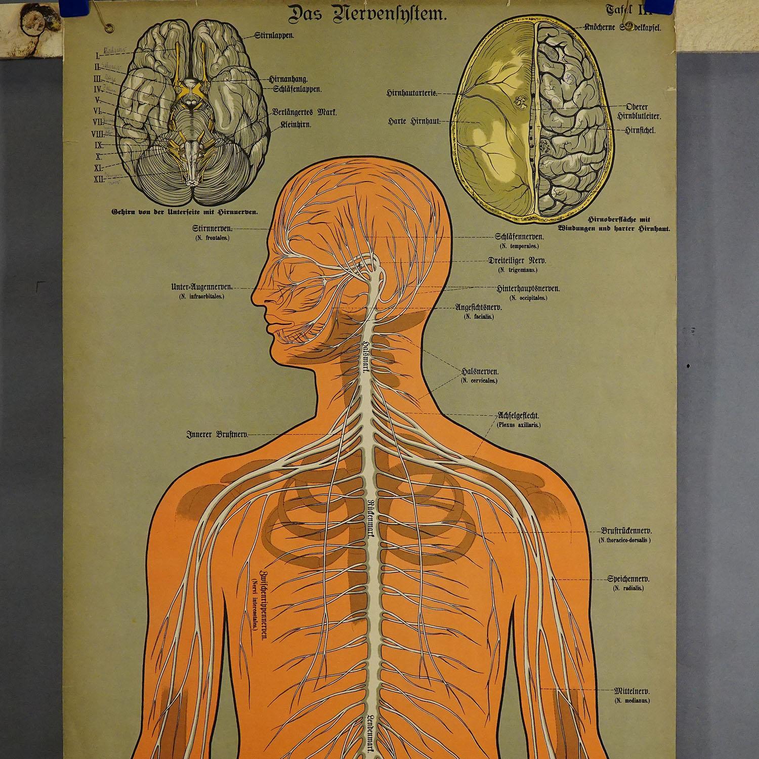 Antique Anatomical Wall Chart Depicting the Human Nervous System ...