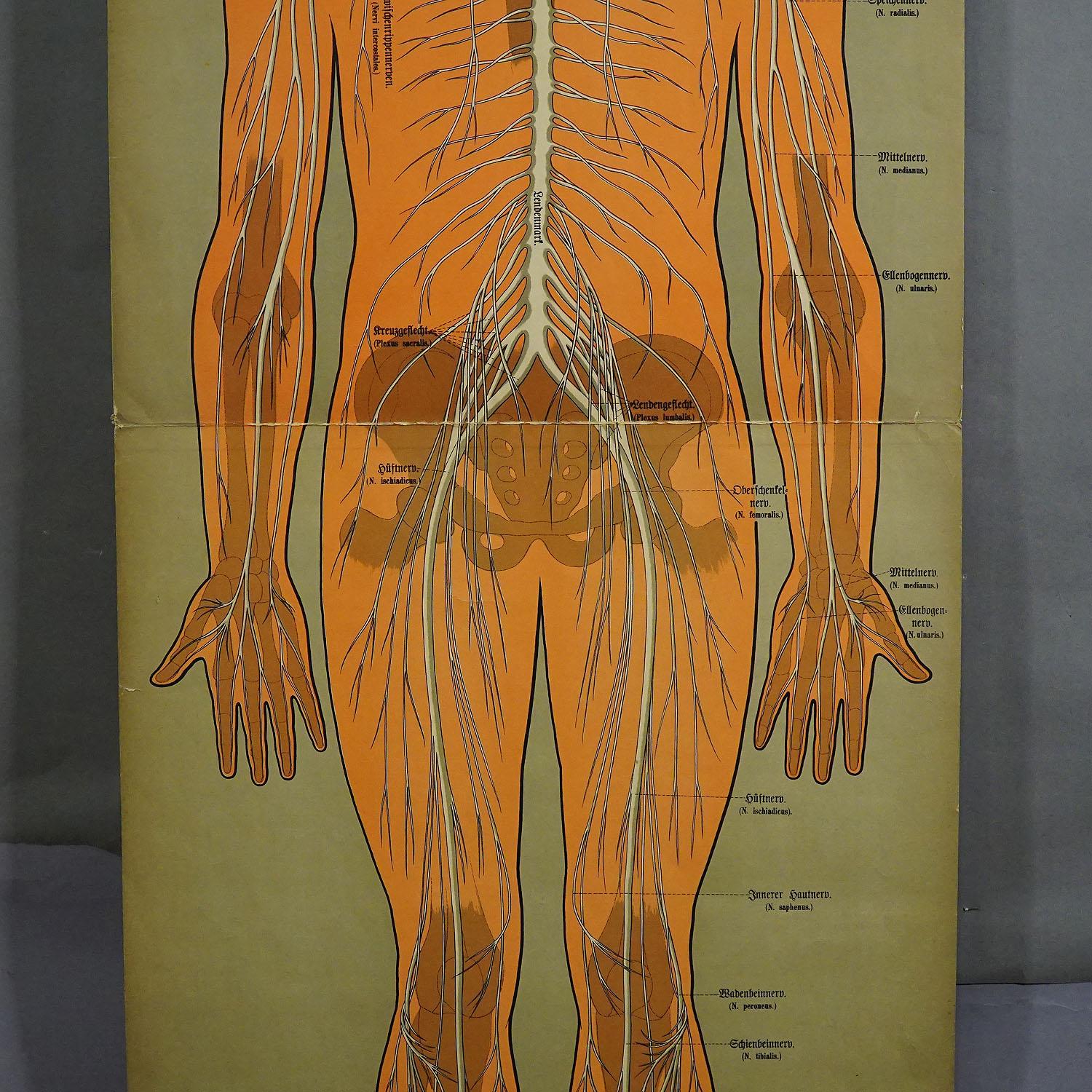 Antique Anatomical Wall Chart Depicting the Human Nervous System ...