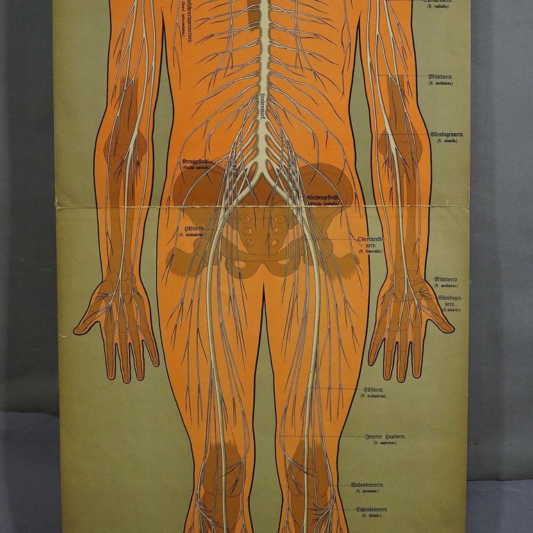 Antique Anatomical Wall Chart Depicting The Human Nervous System