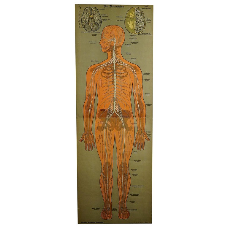 Antique Anatomical Wall Chart Depicting the Human Nervous System ...