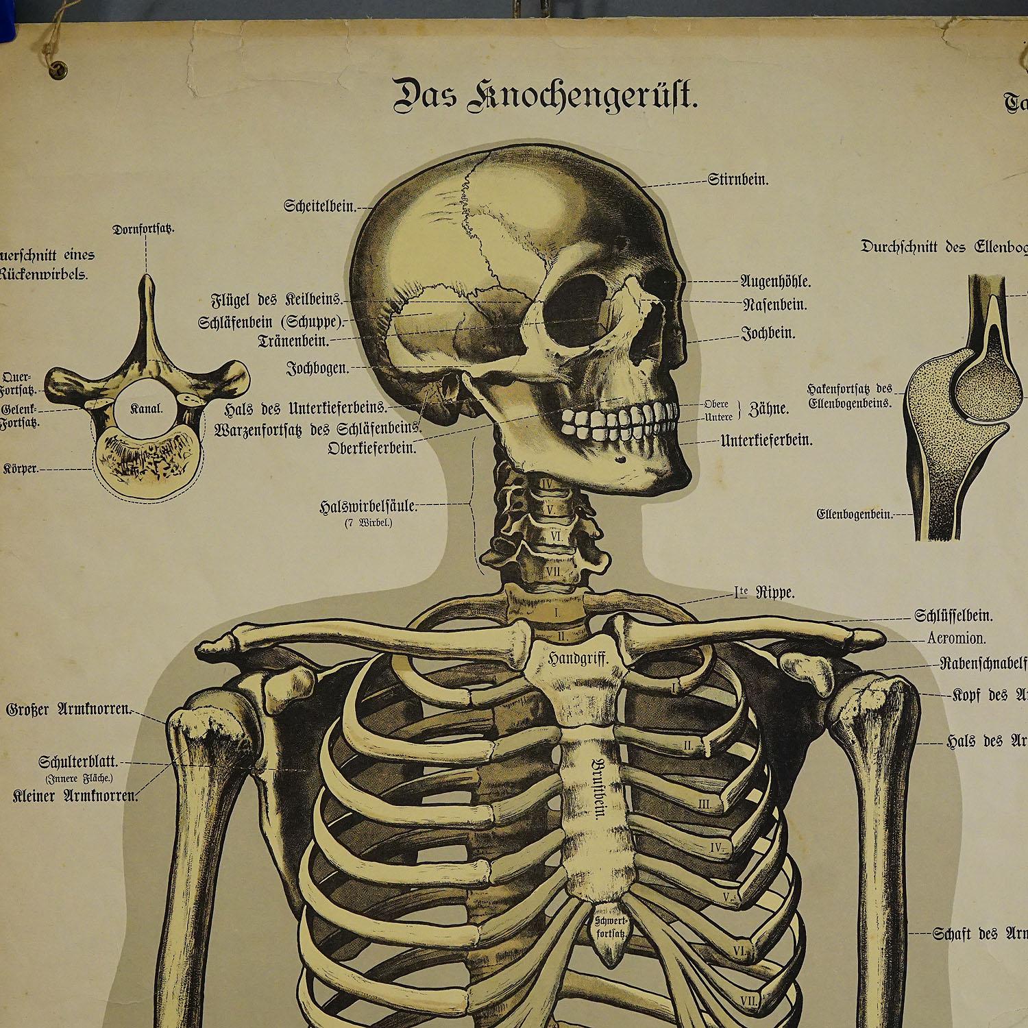 Rare planche murale anatomique du 19e siècle représentant le squelette humain. Sur les côtés Sur les côtés se trouve une description détaillée en langue allemande. La carte murale est imprimée sur carton, publiée par J. F. Schreiber, Allemagne vers
