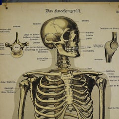 Antike anatomische Wandtafel, die das menschliche Skelett darstellt