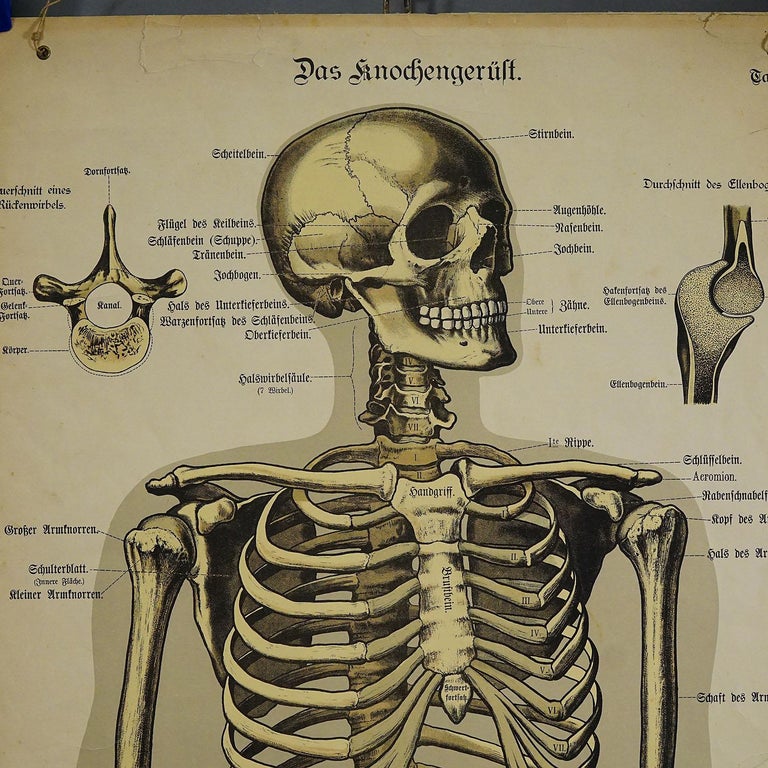 Antique Anatomical Wall Chart Depicting the Human Skeleton For Sale at ...