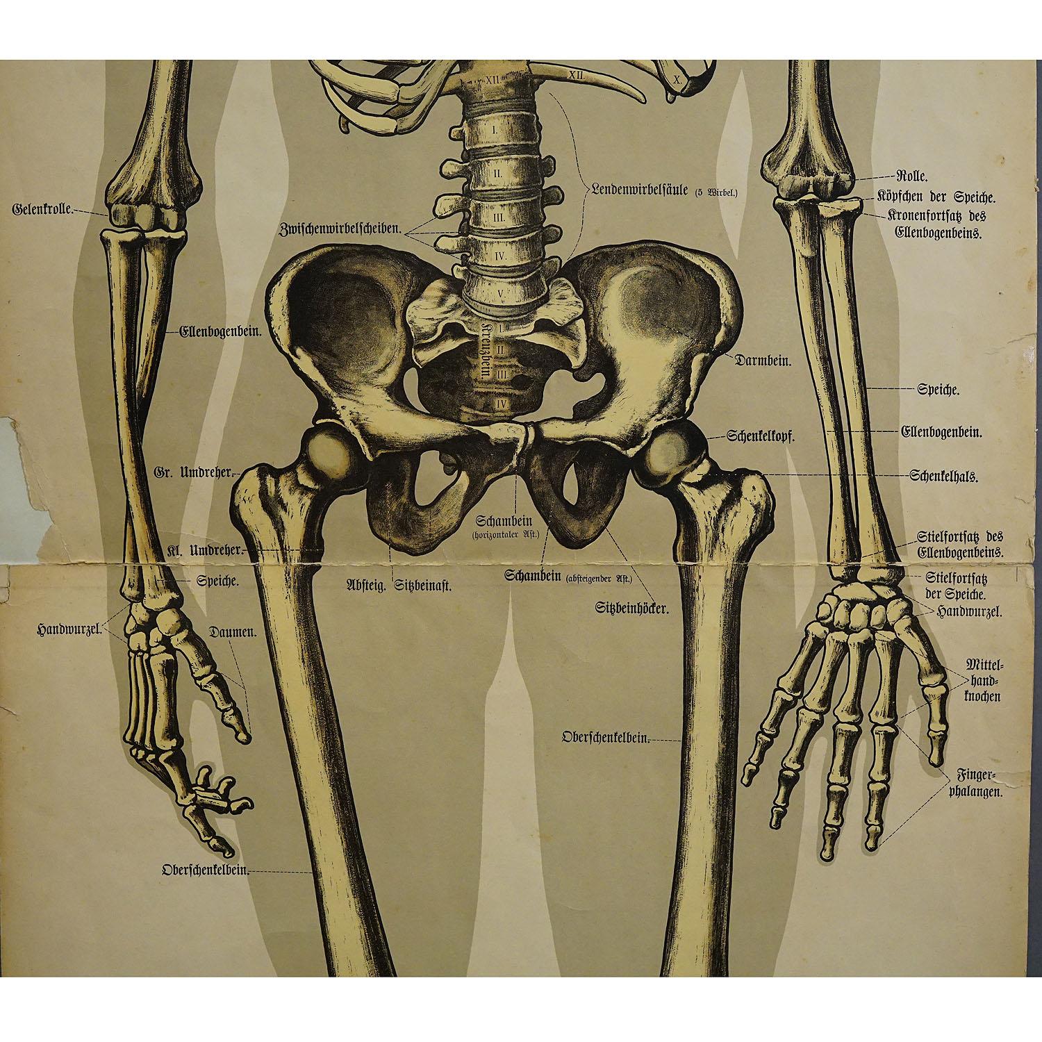 Antike Anatomische Wandtafel des menschlichen Skeletts (Viktorianisch) im Angebot
