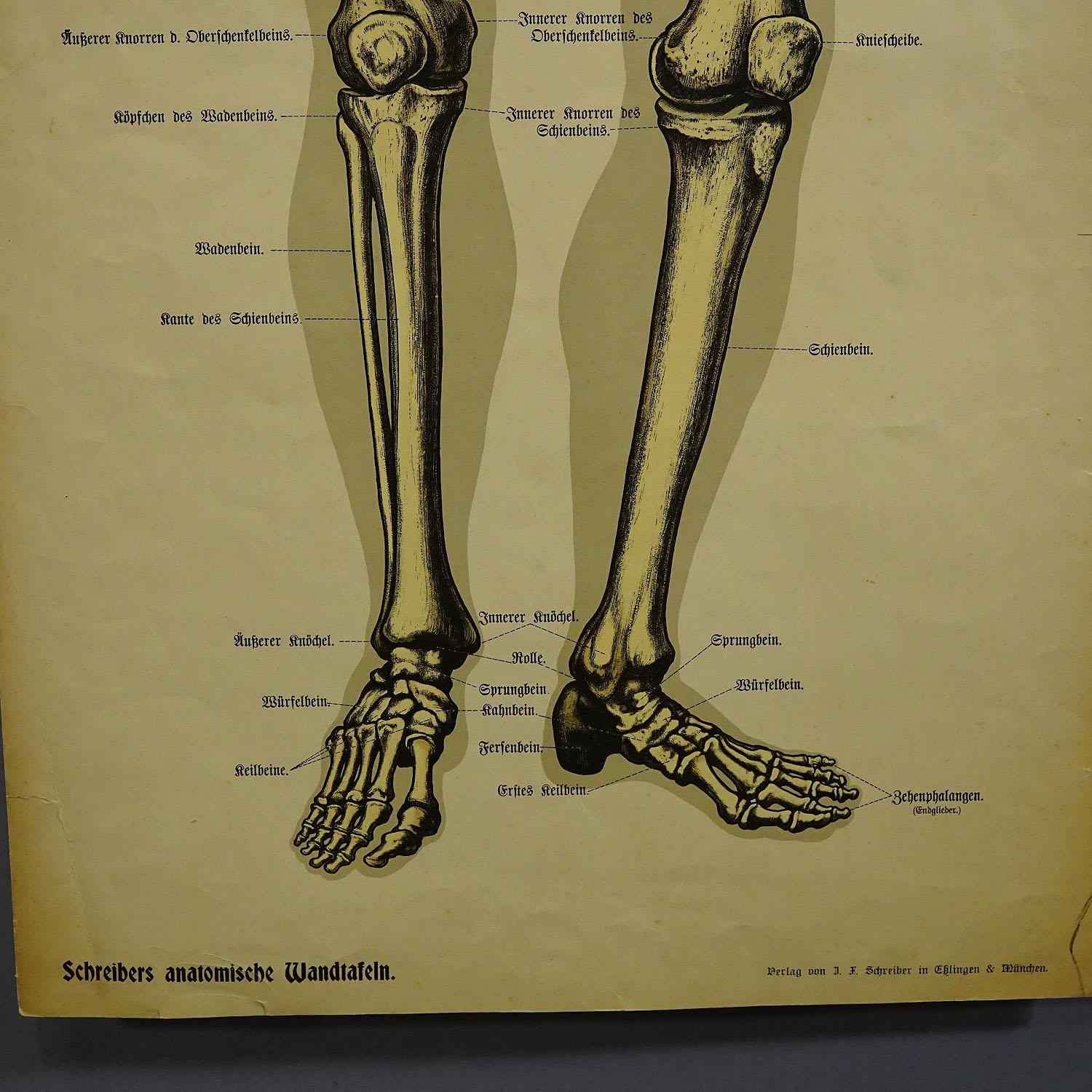 Antike Anatomische Wandtafel des menschlichen Skeletts (Deutsch) im Angebot