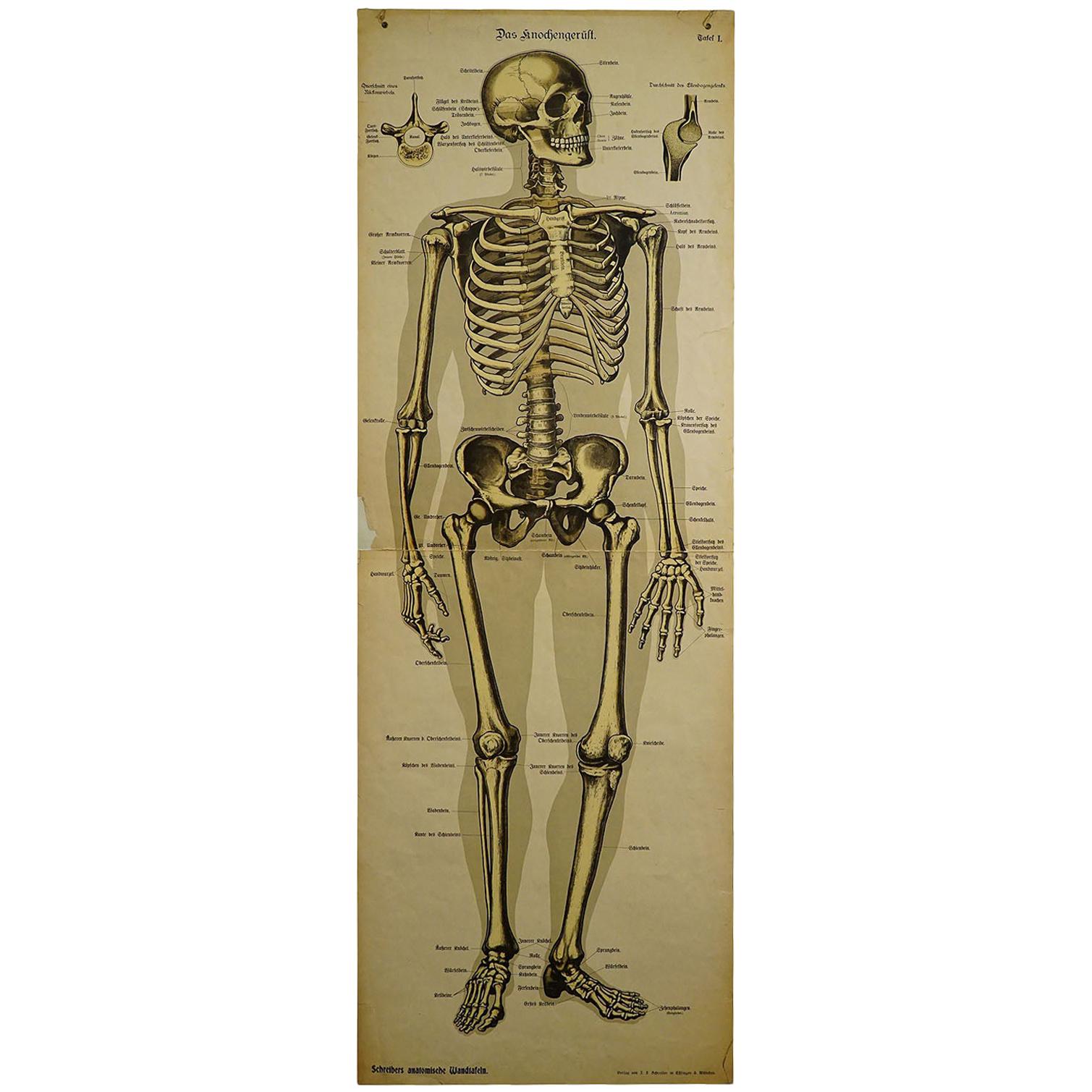 Antike Anatomische Wandtafel des menschlichen Skeletts
