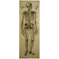 Antike Anatomische Wandtafel des menschlichen Skeletts