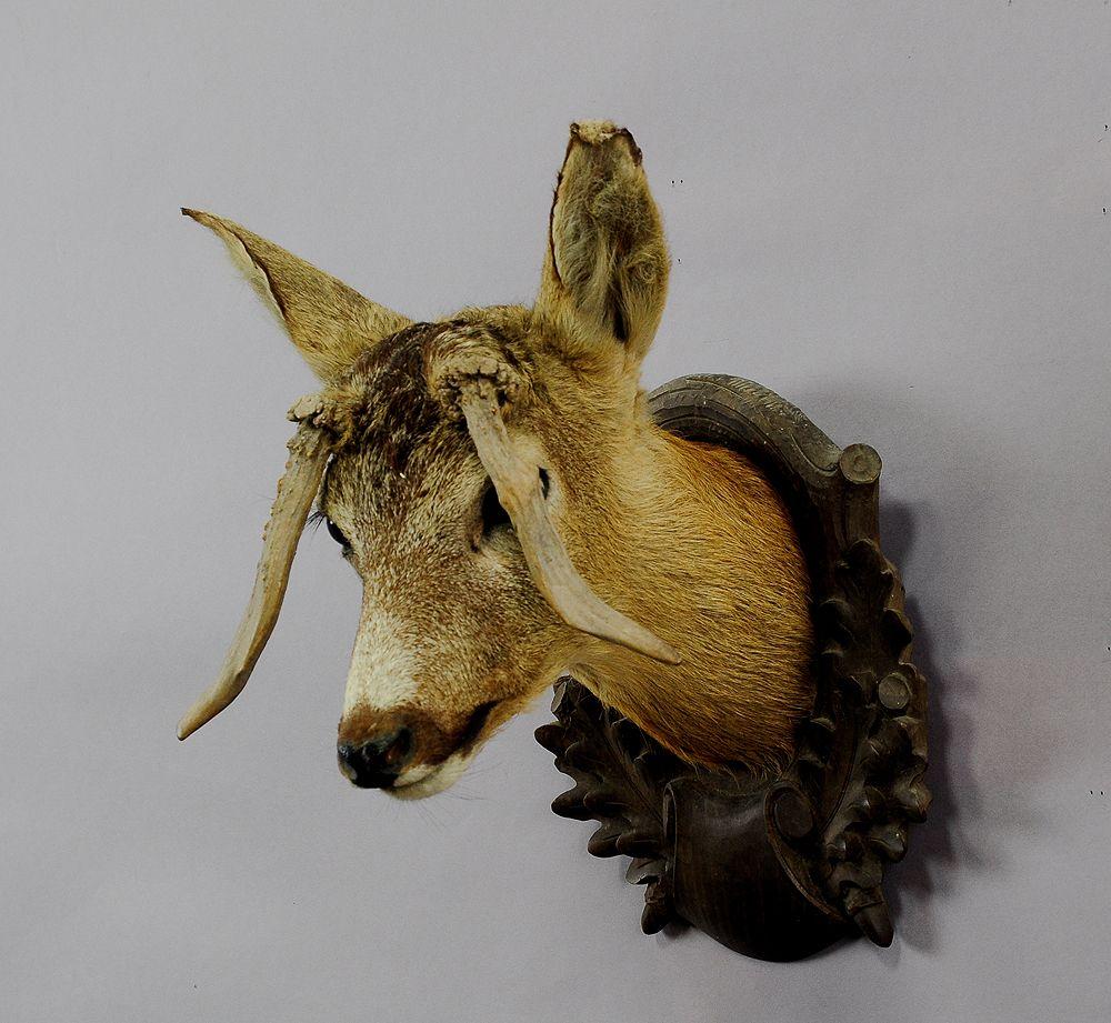 Antique Deer Head Taxidermy with Abnormous Antlers

An antique stuffed deer head (Capreolus capreolus) taxidermy with abnormous antlers. It is mounted on a handcarved wooden plaque. Good condition with traces of old age. Executed around