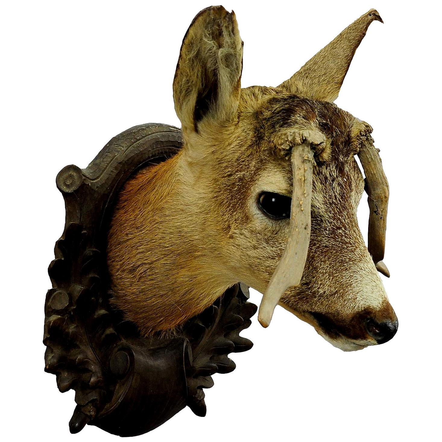 Antique Deer Head Taxidermy with Abnormous Antlers For Sale