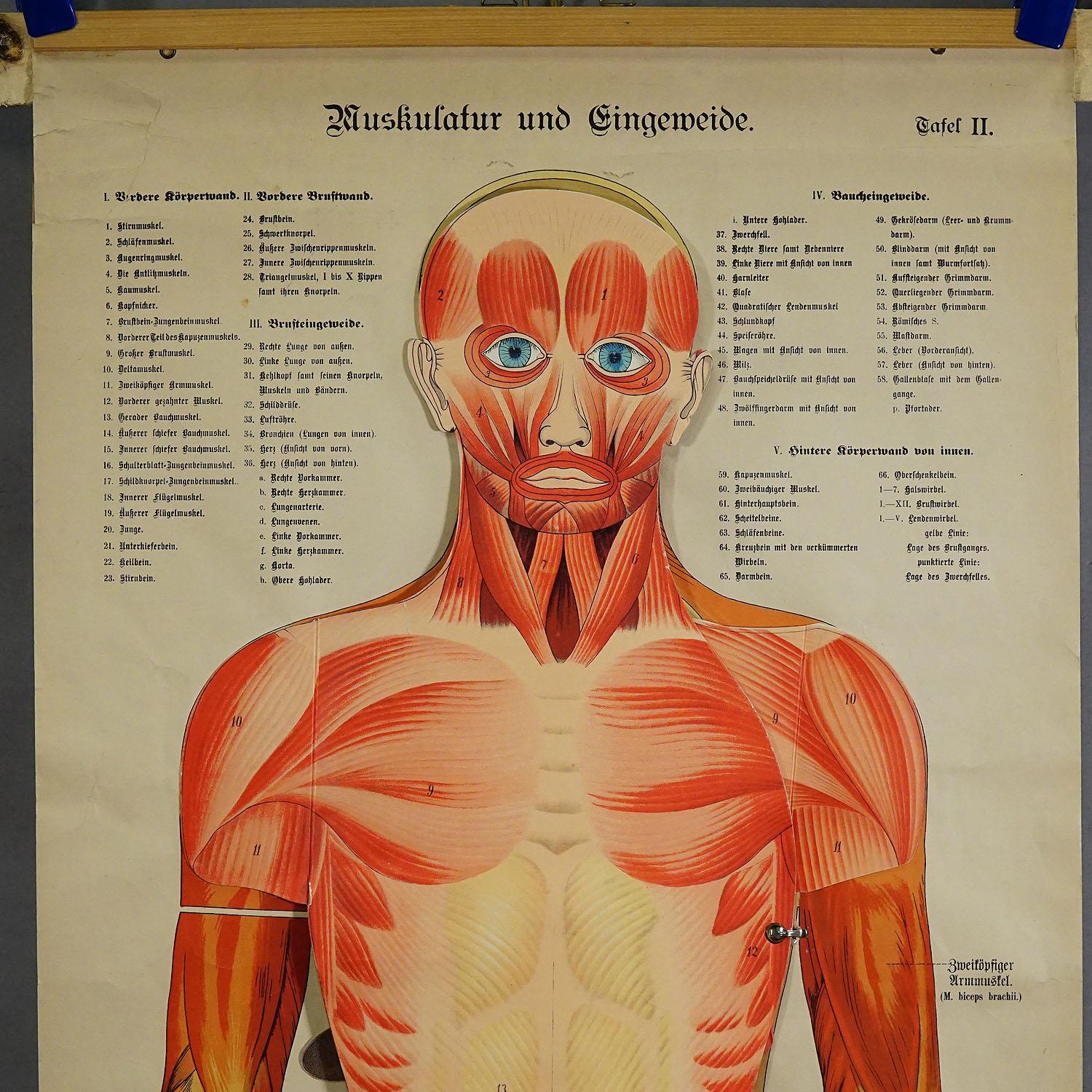 Antike klappbare Anatomische Wandtafel mit menschlicher Muskulatur

Die seltene anatomische Wandtafel aus dem 19. Jahrhundert stellt die menschliche Muskulatur und die inneren Organe dar. Die mehrfarbigen menschlichen Organe wie Lunge, Herz, Leber,