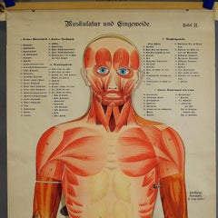 Antique Foldable Anatomical Wall Chart Depicting Human Musculature