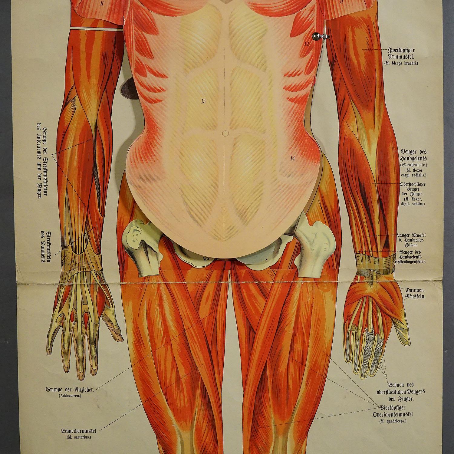 Antike klappbare Anatomische Wandtafel mit menschlicher Muskulatur (Viktorianisch) im Angebot