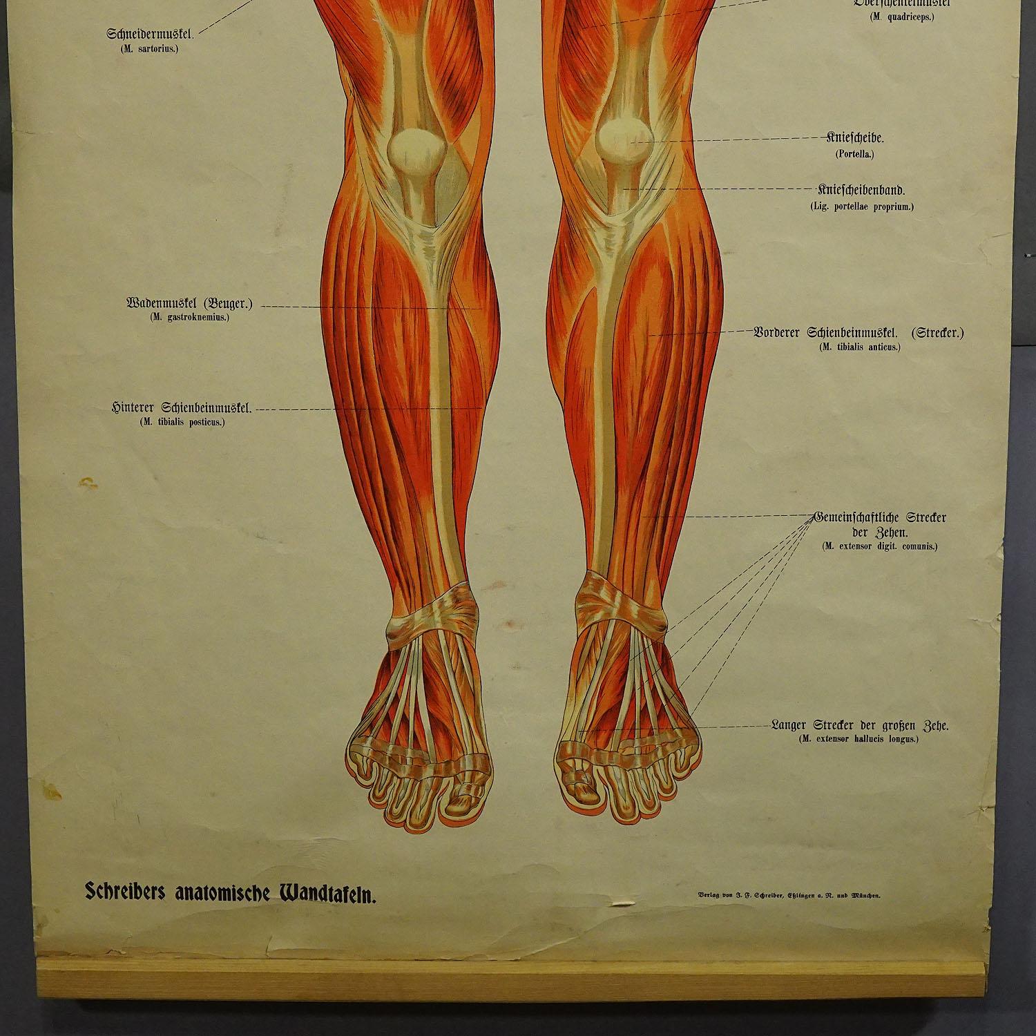 Antike klappbare Anatomische Wandtafel mit menschlicher Muskulatur (Deutsch) im Angebot