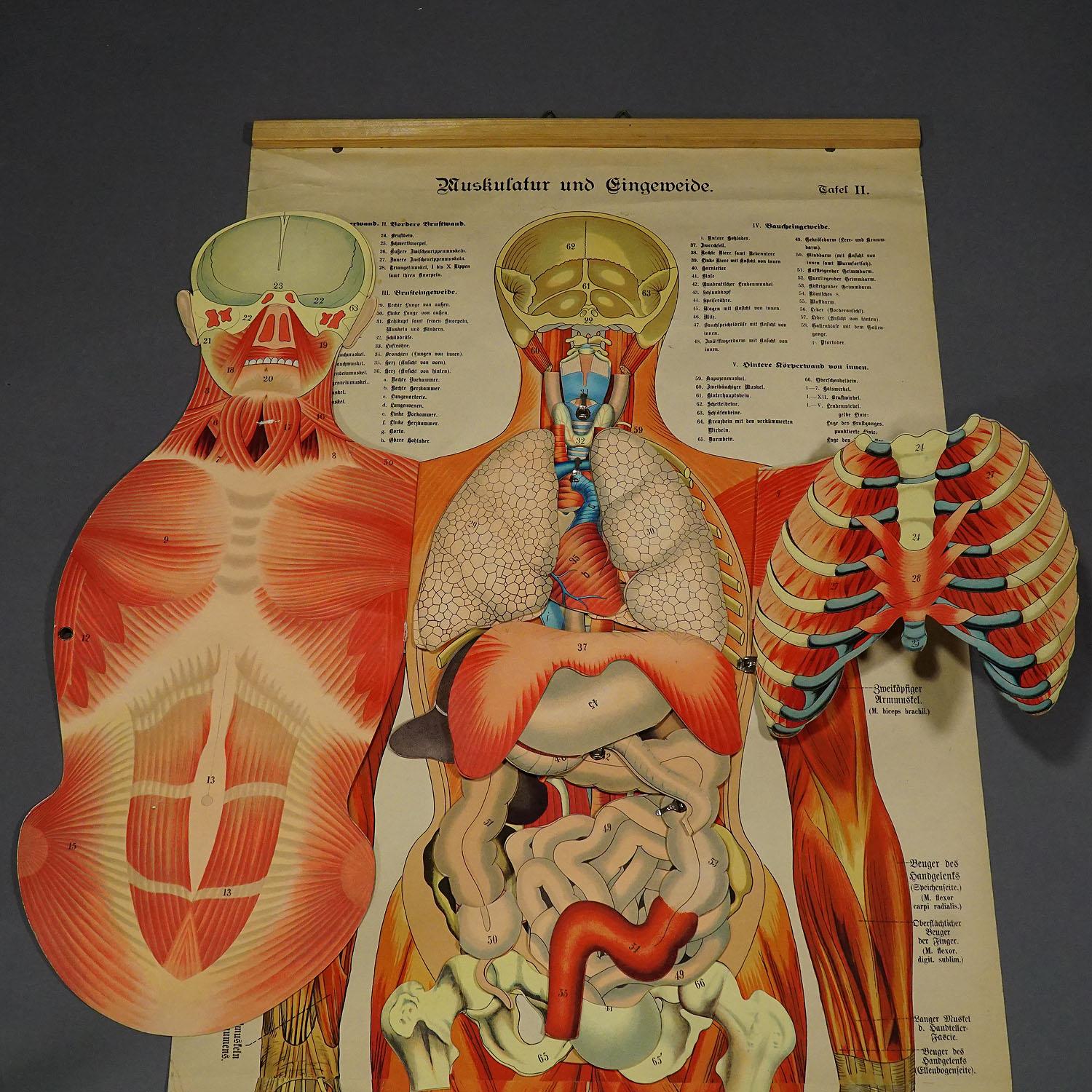 Antike klappbare Anatomische Wandtafel mit menschlicher Muskulatur im Zustand „Gut“ im Angebot in Berghuelen, DE