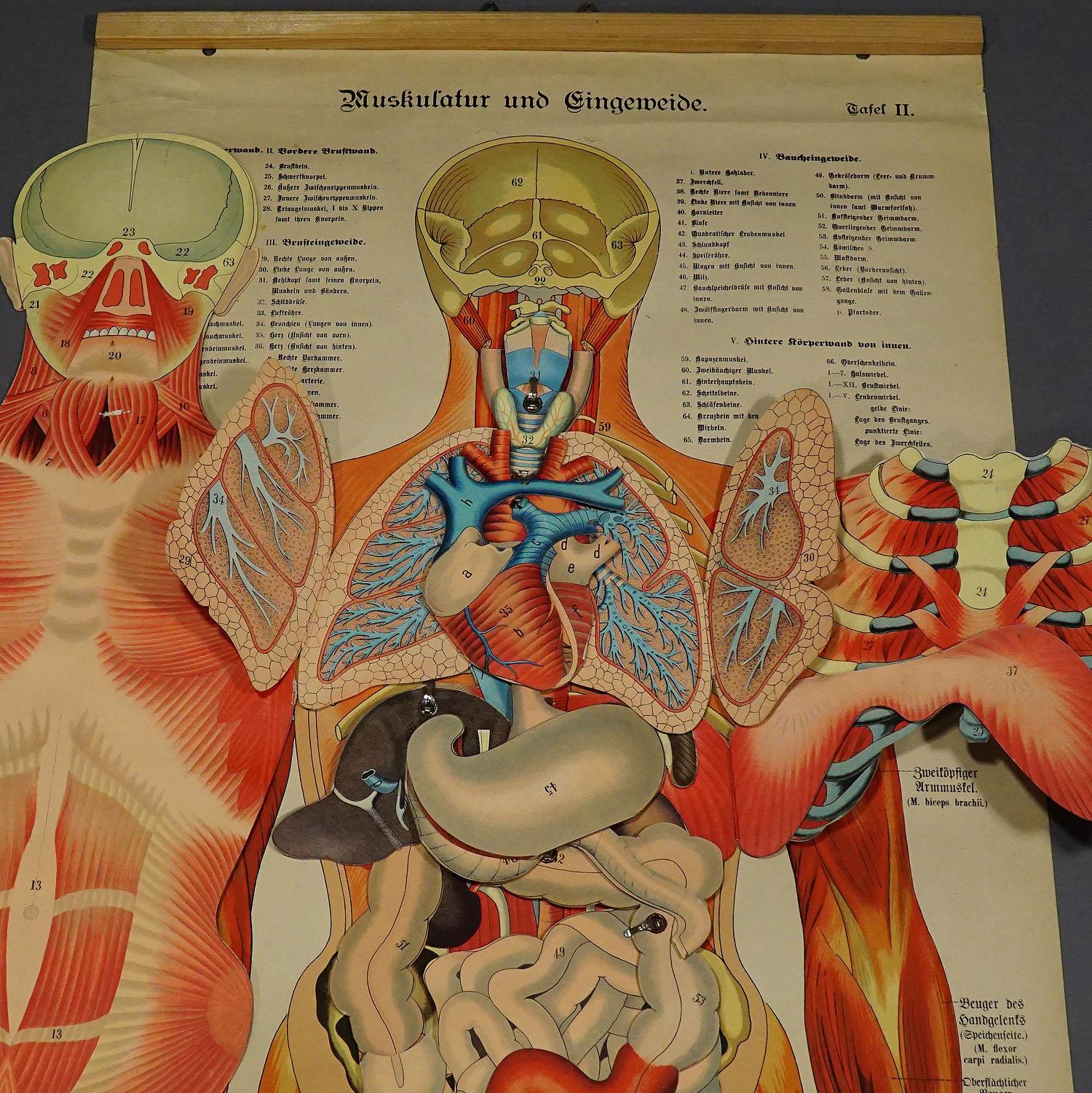 20ième siècle Tableau mural pliable ancien d'anatomie représentant une moulure humaine en vente