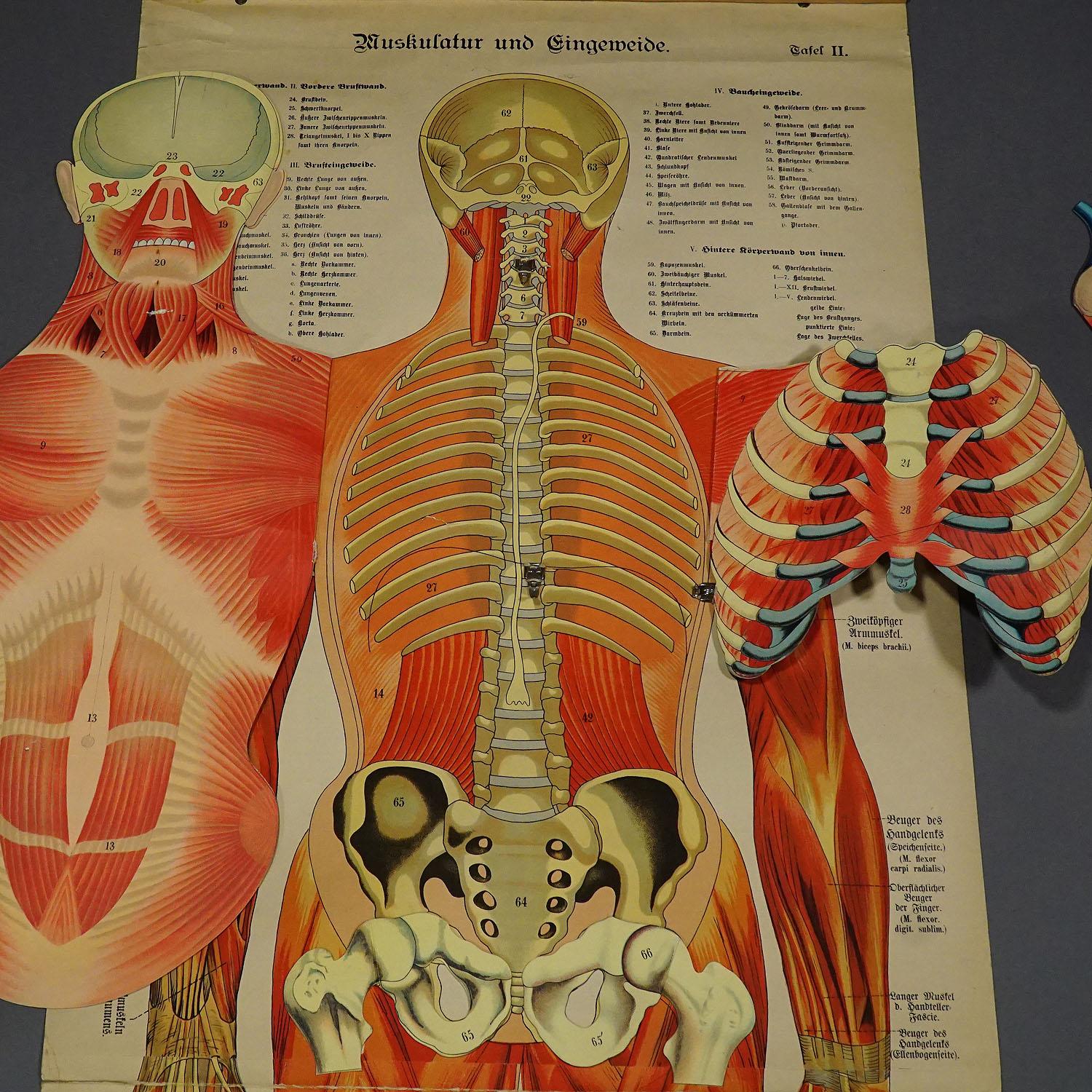 Antike klappbare Anatomische Wandtafel mit menschlicher Muskulatur (Holz) im Angebot