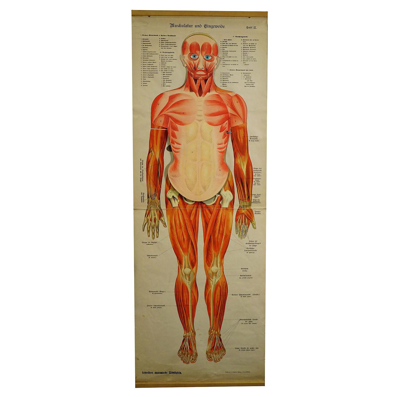 Antique Foldable Anatomical Wall Chart Depicting Human Musculature For Sale