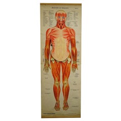 Antique Foldable Anatomical Wall Chart Depicting Human Musculature