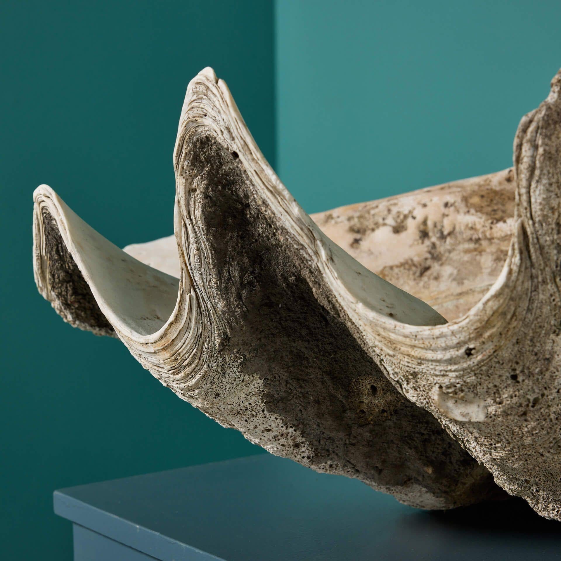 real giant clam shell for sale australia